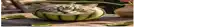 a cat is sitting in a half of a watermelon on a table .
