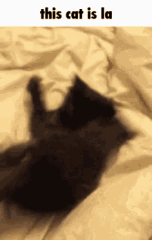 This Cat Is La GIF - This Cat Is La This Cat Is L This Cat Is GIFs