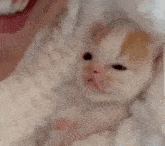 a person is holding a small kitten in their arms and petting it .