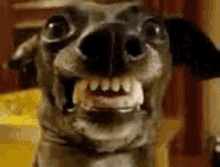lauguningdog dog smile