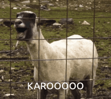 Karooo GIF - Karooo GIFs