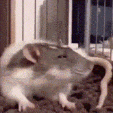 Eppy Rat GIF - Eppy Rat GIFs