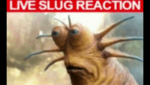 Live Slug Reaction GIF