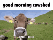 hypixel cowshed skyblock hypixel skyblock good morning