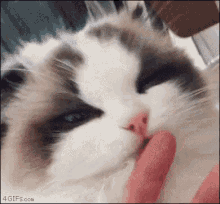 Lick Cat GIF - Lick Cat GIFs