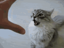 Get Yo Hand Out Of My Face GIF - Cats Attack GIFs