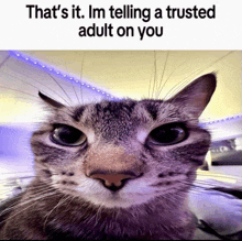Thats It Im Telling A Trusted Adult On You GIF
