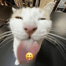 Kucing Menjulur Kucing Lidah GIF - Kucing Menjulur Kucing Lidah Kucing Mengejek GIFs