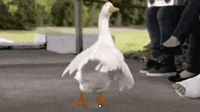 Goose Dance GIF - Goose Dance Moves GIFs