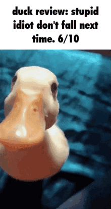 Duck Duck_review GIF - Duck Duck_review Cute GIFs