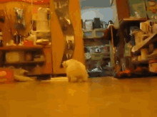 Scampering Maltese Puppies GIF - Scampering Maltese Puppies GIFs
