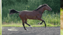 Galloping Horse GIF - Galloping Horse GIFs