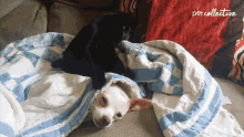 Fight The Pet Collective GIF - Fight The Pet Collective Cat GIFs
