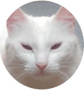 Otoño Comparable Reafirmar Mini Cat Zoom Sticker - Mini Cat Zoom Cute - Discover & Share GIFs
