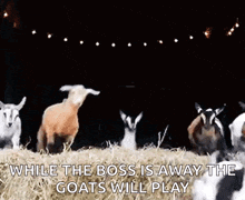 a herd of goats are standing in a field of hay .