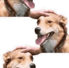 Dogs Spam GIF - Dogs Spam Hand GIFs