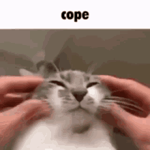 Cope Cat GIF - Cope Cat Petting GIFs