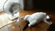 Cats Funny Animals GIF - Cats Funny Animals Cooling Off GIFs