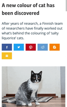 a black and white cat is sitting on a rug in front of a wall