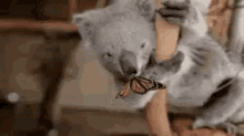 Koala Butterfly GIF - Koala Butterfly Butterflies GIFs