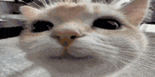 a close up of a cat 's face with a blurry background