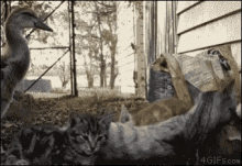 Cat Duck GIF - Cat Duck Intruder GIFs