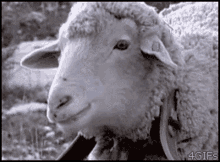 Sheep Chew GIF - Sheep Chew Hungry GIFs