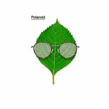polaroid polaroid eyewear glasses leaf sustainable