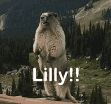 Yell Gopher GIF - Yell Gopher Lilly GIFs