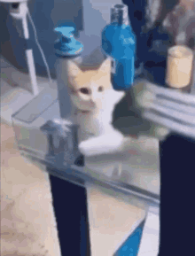 Cat Brocoly GIF - Cat Brocoly Mumucat GIFs