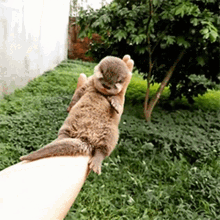 a person is holding a small brown animal in their hand