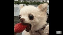 Dogs Bite Strawberry GIF - Dogs Bite Strawberry Cute GIFs