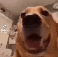 Dog Scream GIF