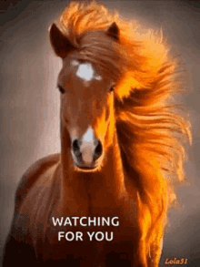 Horse Majestic GIF - Horse Majestic Watching For You GIFs