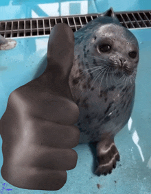 a seal is giving a thumbs up sign with a hand