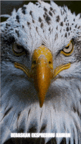 a close up of an eagle 's face with the words bebaskan ekspresmu kawan below it