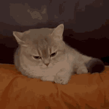 Sunkook Cat GIF - Sunkook Cat Angry GIFs