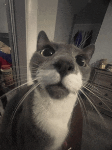 a close up of a cat 's face in front of a box that says vod on it