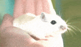 a white hamster is being held in a person 's hand and looking at the camera .