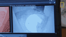 Watching The Polar Bear Secrets Of The Zoo GIF - Watching The Polar Bear Secrets Of The Zoo Polar Bear In Labor GIFs