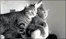 Two Cats GIF - Two Cats Love GIFs