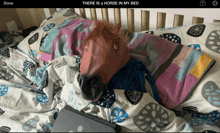 Horse In My Bed GIF