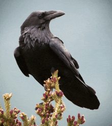 a black bird perched on top of a plant