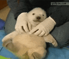 a polar bear puppy is being held by a person wearing white gloves .