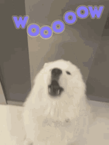 Wow Amasing GIF - Wow Amasing Samoyed GIFs