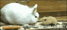 Hamster Bunny GIF - Hamster Bunny Carrot GIFs