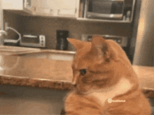 Mewing Cat Mogging GIF