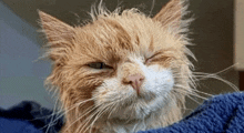 a close up of a wet cat laying on a blue blanket with its eyes closed .