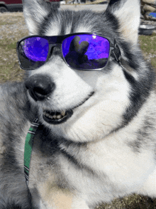 The Look Dogs In Glasses GIF - The Look Dogs In Glasses Hey GIFs