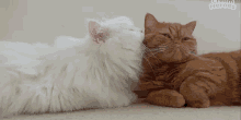 Cat Couple GIF - Cat Couple Cute GIFs